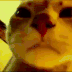 dancecat2 emoji
