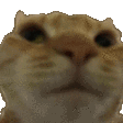 catno emoji