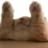 kotyao emoji
