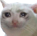 sadcat emoji