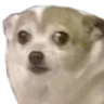 scareddog emoji