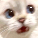 CatWhaa emoji