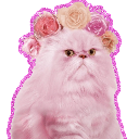 PinkCat emoji