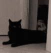 catsteal emoji