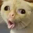 catew emoji