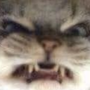 catpissed emoji
