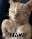 catnawww emoji