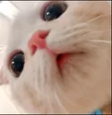 3557catstare emoji