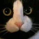 3749meow emoji
