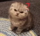 8052catangyy2 emoji