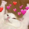 8790catcute emoji