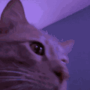 happycatparty emoji
