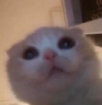 cat emoji