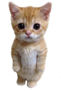 o_catstanding emoji