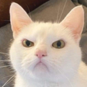 5406angrycat emoji
