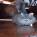 catwtf emoji