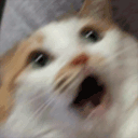catshake emoji