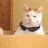 catswag emoji