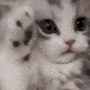 cat_qt emoji