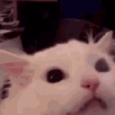 EVs_02catrageuwu emoji