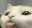 cat_uwu emoji