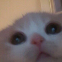 cats emoji