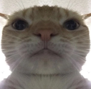 cat_stare emoji