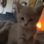 kittenkiss emoji