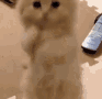 animatedcatbeg emoji