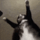 5754cathumpdance emoji