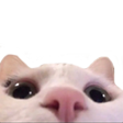 1667lurkingkitty emoji