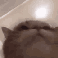 2131catvibe2 emoji
