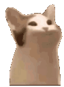 Funnycat emoji