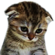 catsad emoji