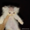 dedinsidecat emoji