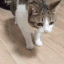 animalcatdie emoji
