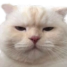cat_kitty_done_with_ur_bs emoji