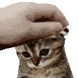 petpetsadcat emoji