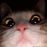 catStare emoji