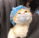 animalcat emoji