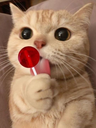 animalcat1 emoji