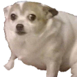 scareddoggo emoji