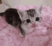 kittycute emoji