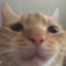7614sadcat emoji