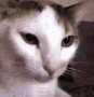 Cat emoji
