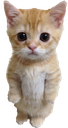 catstanding53 emoji