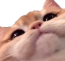 cutecat emoji