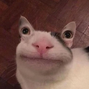 normalcat emoji