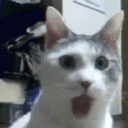aq_Cat_Shock emoji
