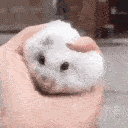 aq_Cat_Squishy emoji